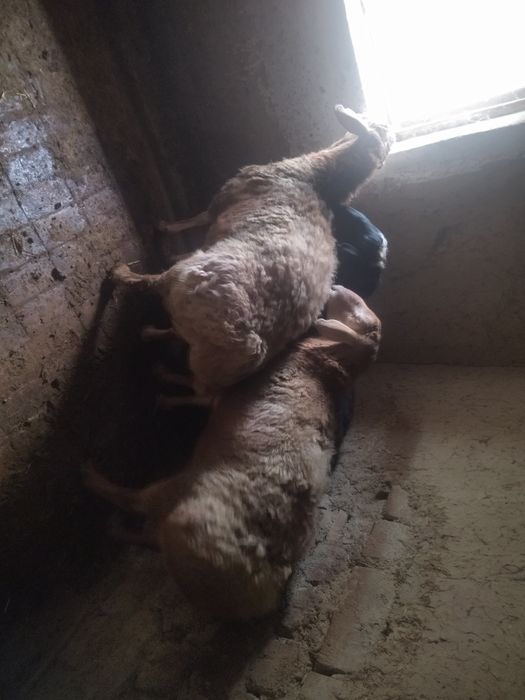 Арашан ва Эдильбай кучкорлар