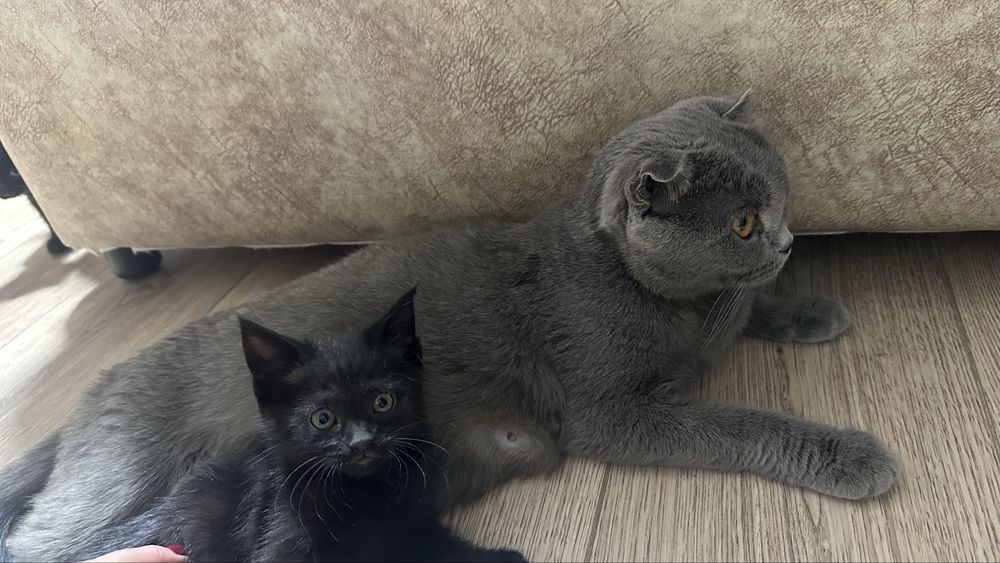 Отдам шотладских котят