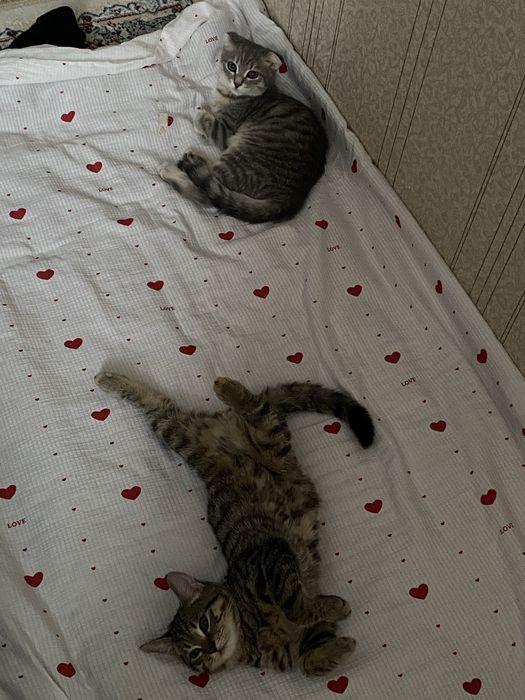 Отдам котов в добрые руки