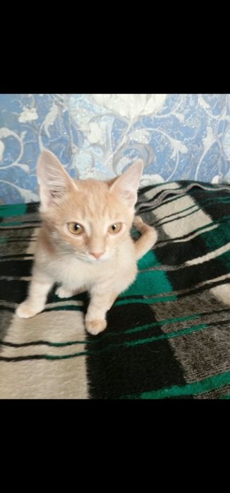 Котенок в добрые руки