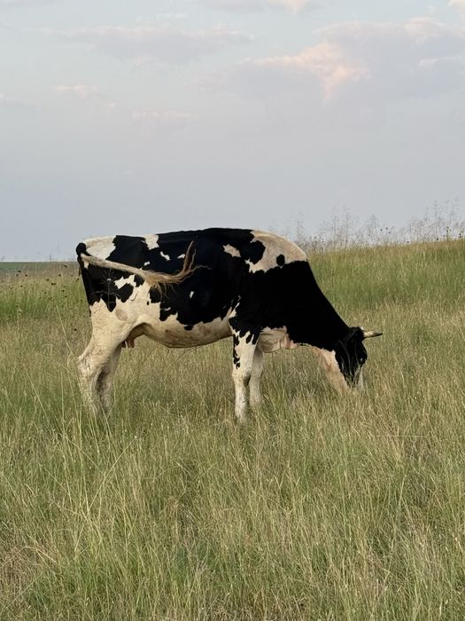 Vând vacă bălțată