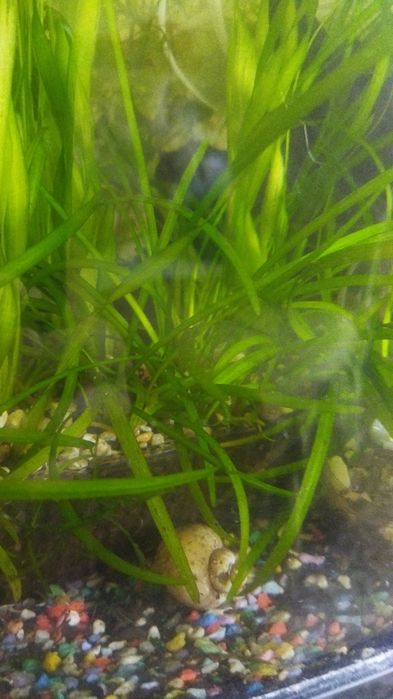 Сагитария мини, криптокарина, валиснерия,