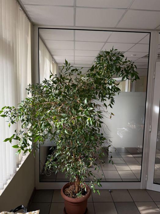 Цвете  Бенджамин