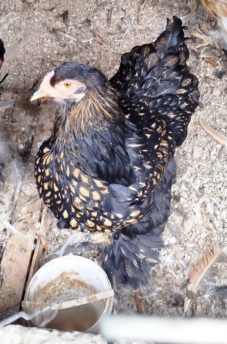 Brama Zolota 4 dona tovuq lari