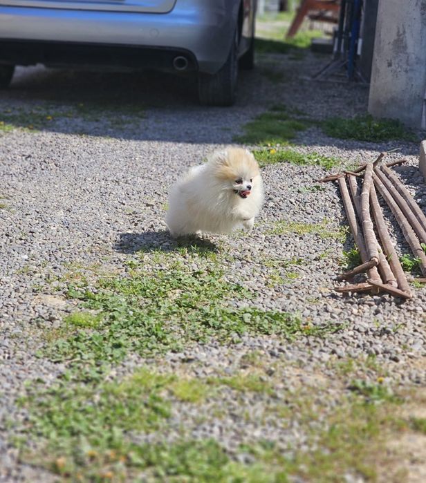 Pomeranian femelă