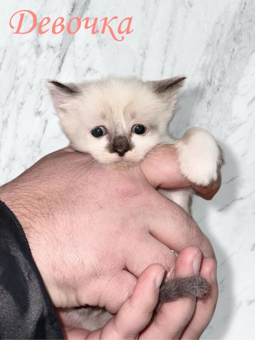 Отдам котят в добрые руки .