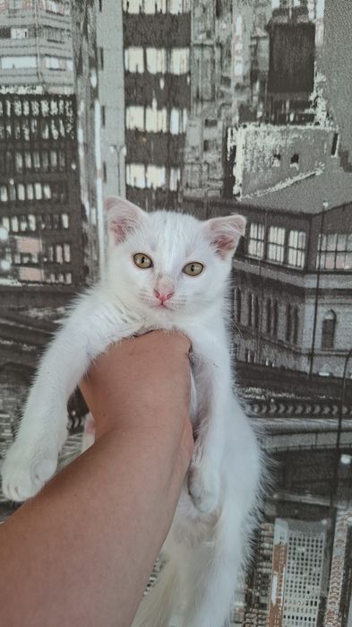 Отдам котёнка в добрые руки