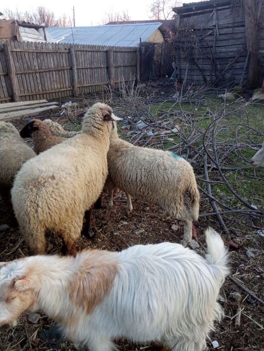 Vând berbeci si oi grase