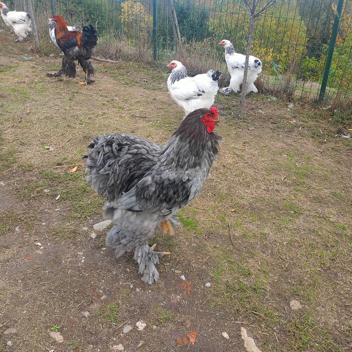 Cocoș și găini Brahma  100 ,,,250. Lei in funcție de pasăre