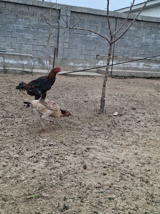 Дакан таук кураз