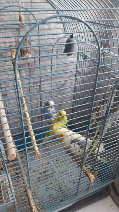 2 Peruși și 2 nimfe