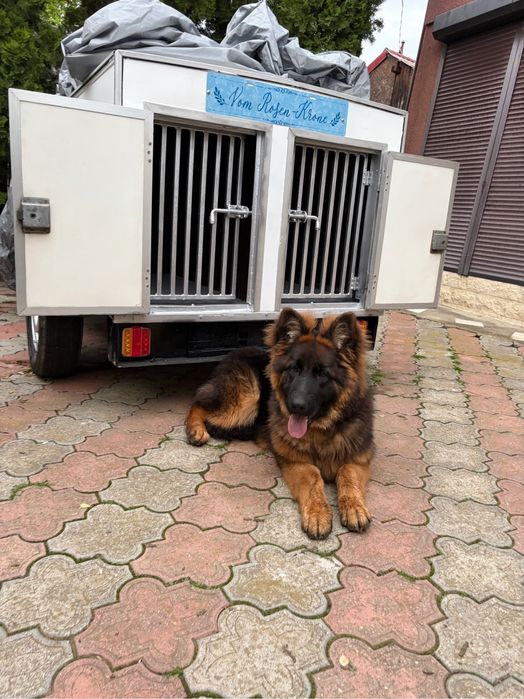 Pui ciobanesc german