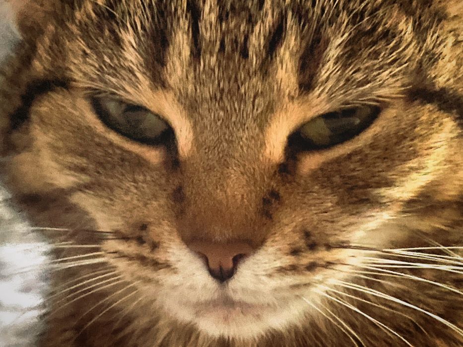 Продаётся кошка!