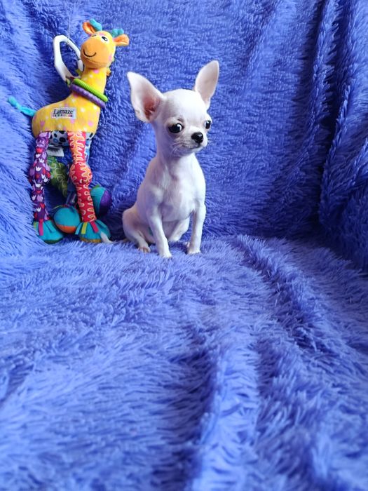 Мини девочка чихуахуа