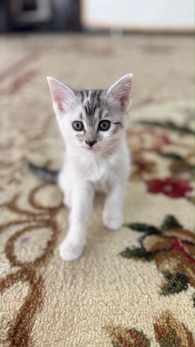 Отдадим бесплатно  котят