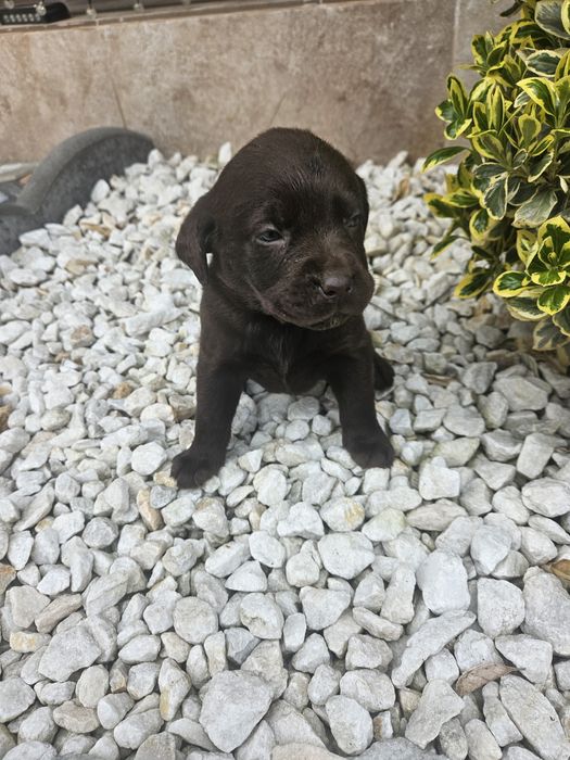 Femela Labrador Ciocolatiu