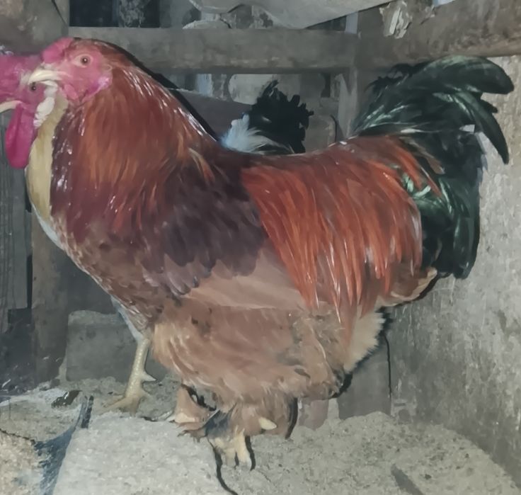 Петухи домашние.