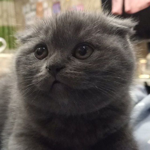 Шотландские котята