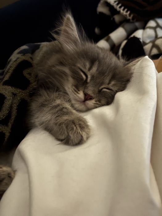 Отдаем котенка, девочка