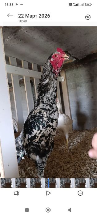 Апрельский Шамо кытай