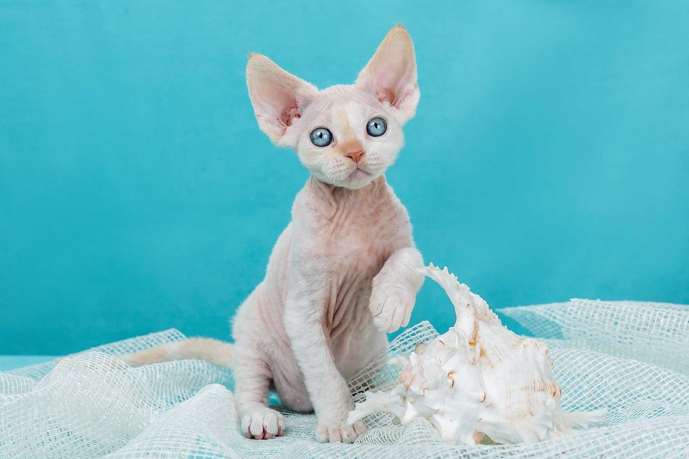 Котята девон рекс