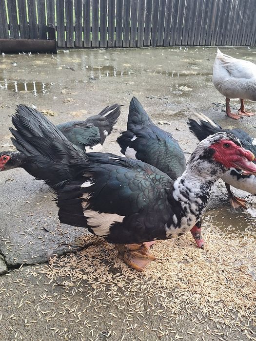 Rățoi lesesti la schimb