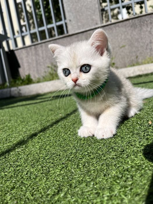 Продаются котята , mushuk sotiladi