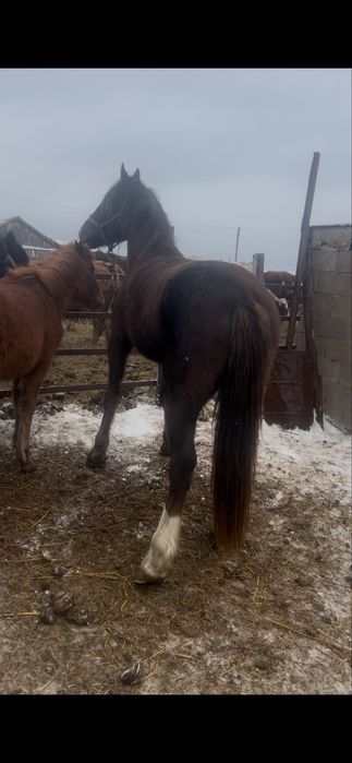 Айғыр сатылады……