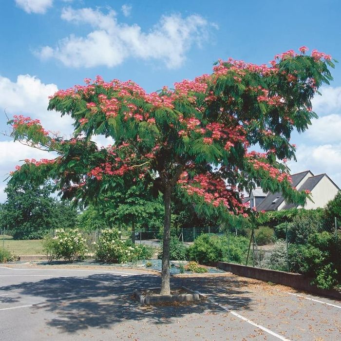 Фиданки от Албиция