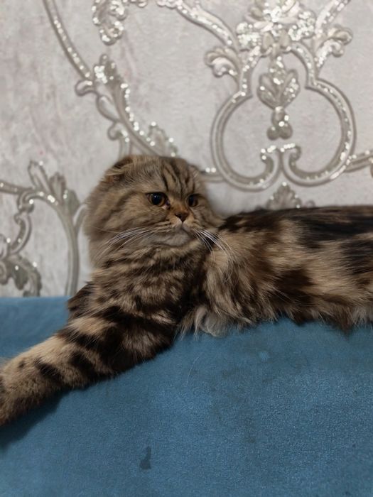 Мраморная шотландская кошка шиншилла хайленд