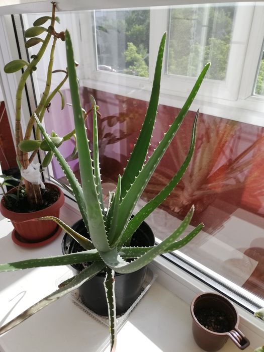 Продам АЛОЭ Вера, 3 года
