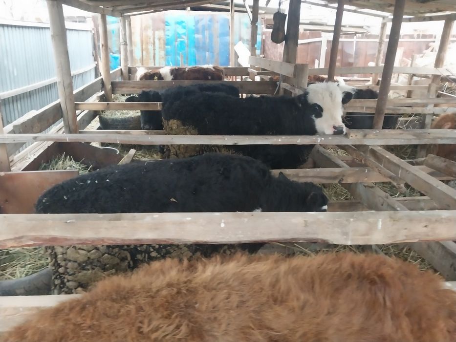 Баспақтар сатылады