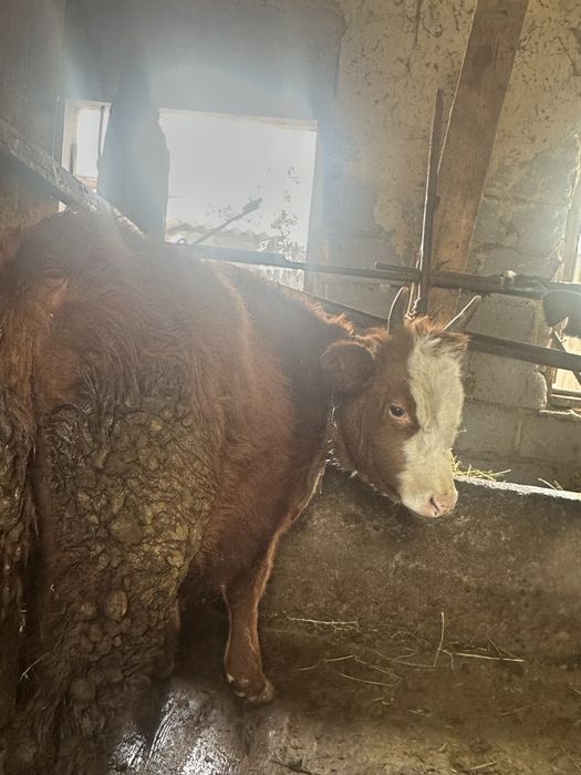 Продам быка Порода Калмык