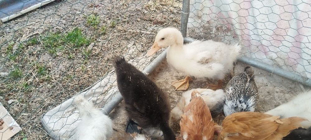 Boboci de rata polară și colorata