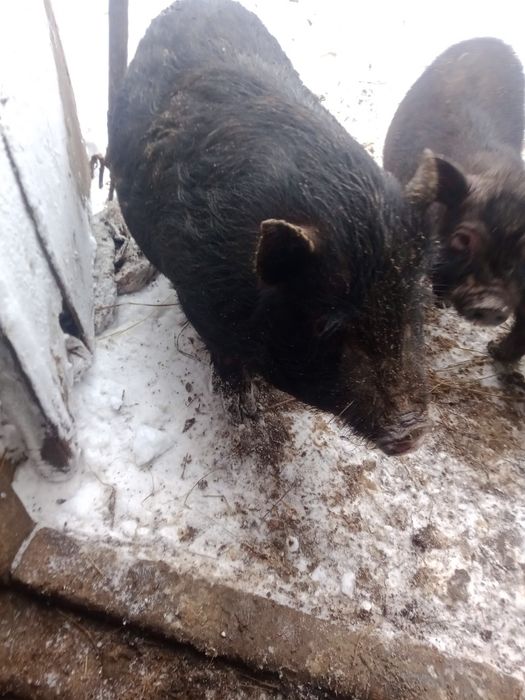 Свиньи вьетнамские