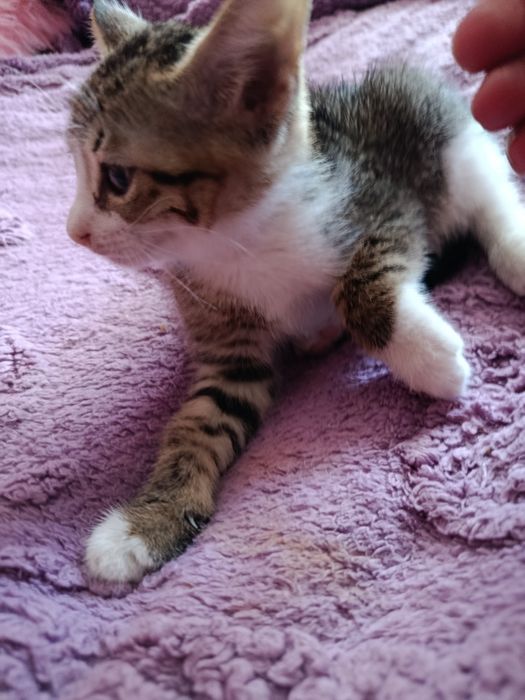 Котята в добрые, ответственные руки