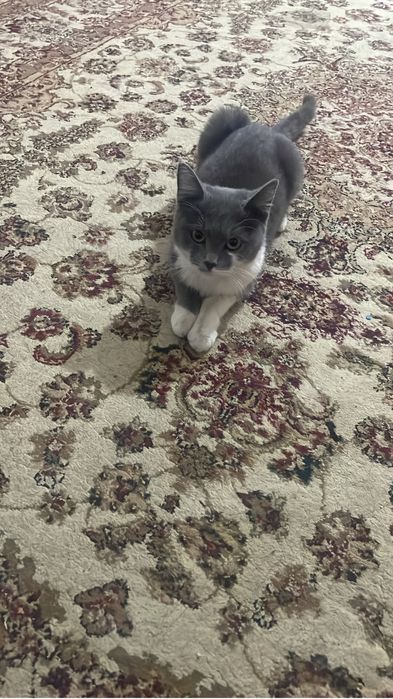 Сатылады мысык 7 к тг