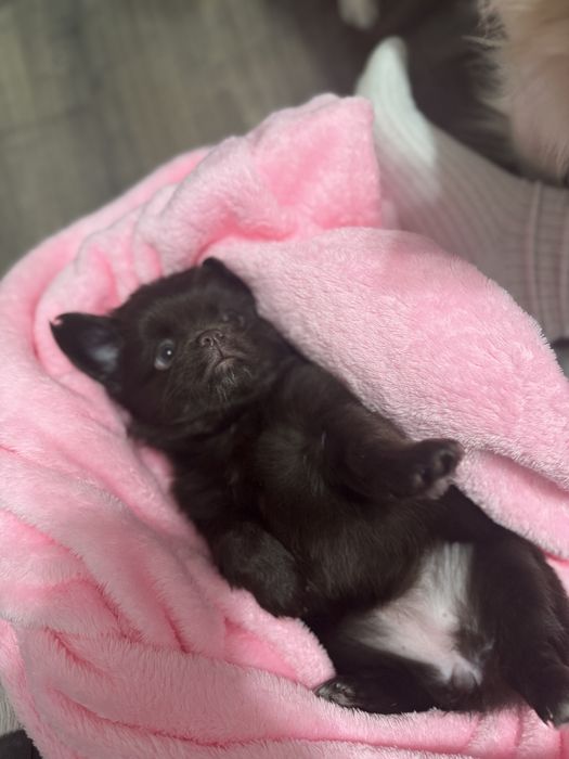 Chihuahua cu par lung