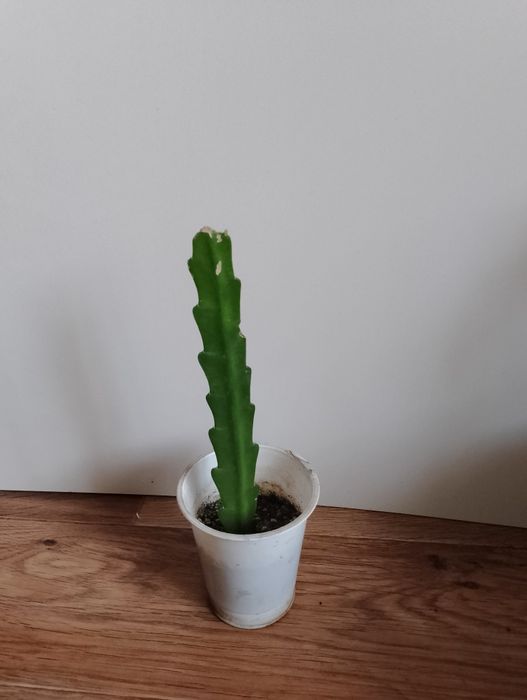 Кактус  Акермана