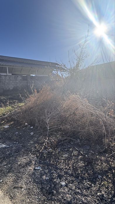 Жарылмаған ағаштар