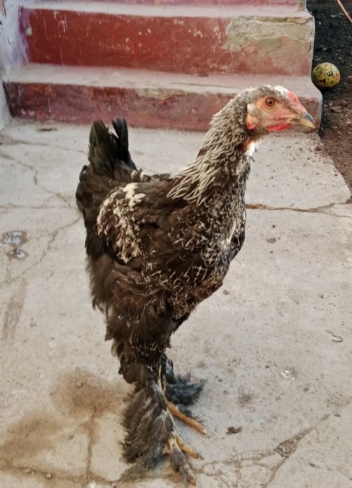 Петух Хуроз Joja Bramma