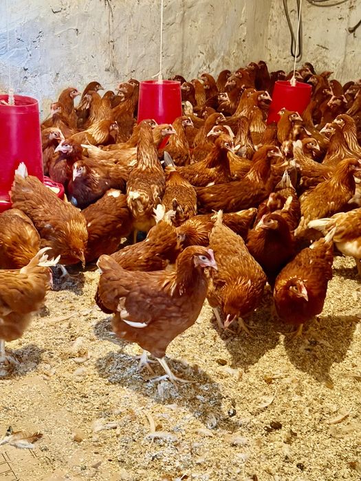 Куры ломан браун молодкий