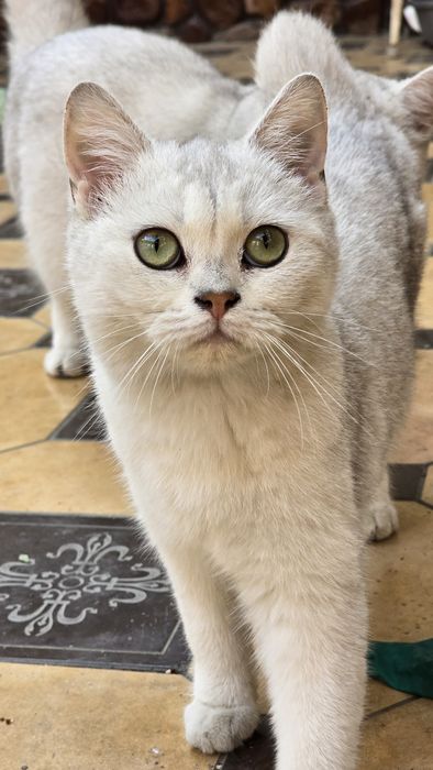 Seribristiy Shinshila sotiladi (Qiz)