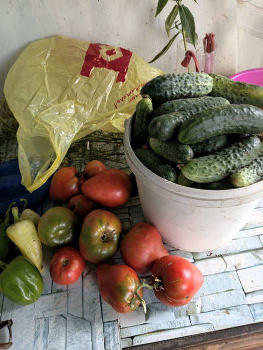 Продам дачу в СО «Мичуринец» г. Костанай