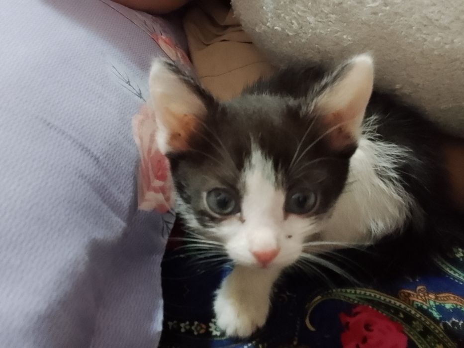 отдам с всеми вещами.