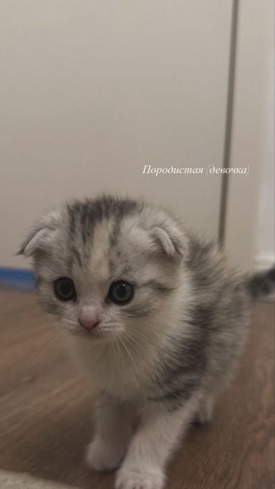 Продаются котята