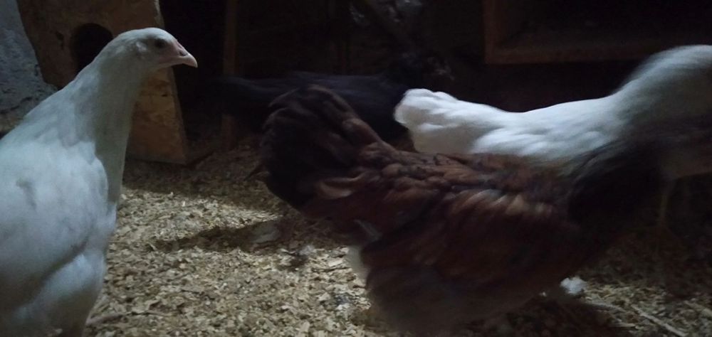 Продам цыплят.2,5месяца