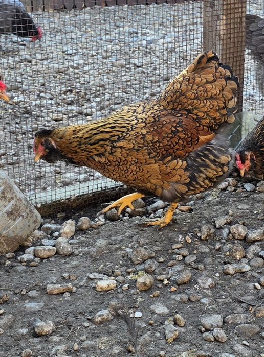 Ouă pentru incubat metis wyandotte Gsg