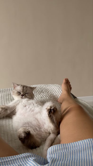 Прямоухо кошка отдам даром