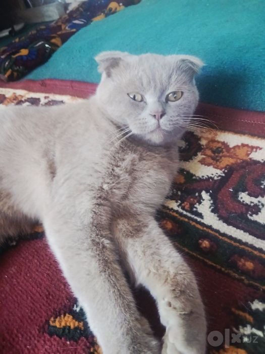Кошка Mushuk Britain